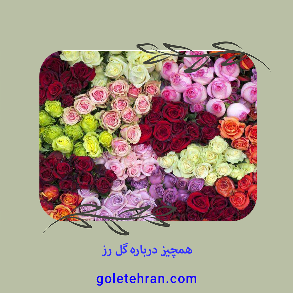 همچیز درباره گل رز