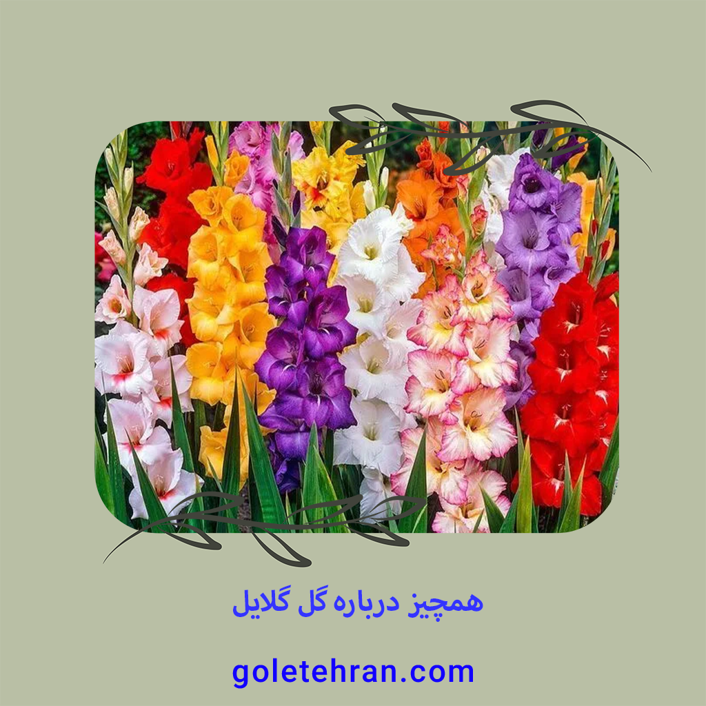 همچیز درباره گل گلایل